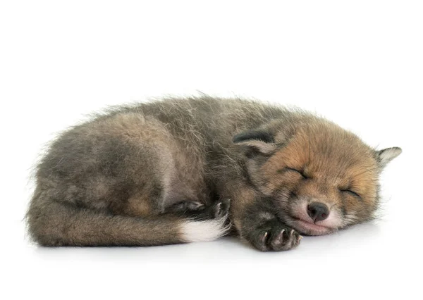 Sleeping Red Fox Cub Front White Background — Stock Photo, Image