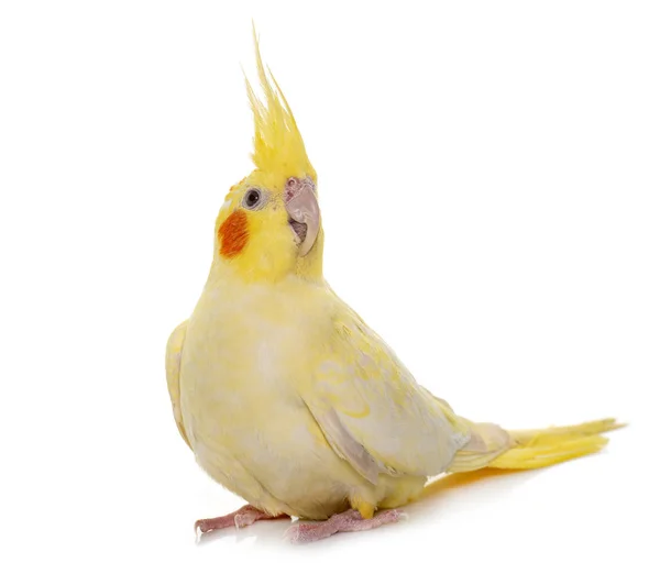 Cockatiel Adulto Frente Fundo Branco — Fotografia de Stock