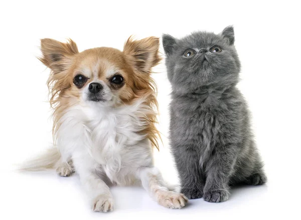 Egzotik Stenografi Beyaz Arka Plan Önünde Chihuahua Kedicik — Stok fotoğraf