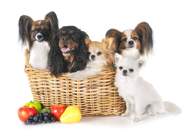 Perros Pequeños Frente Fondo Blanco — Foto de Stock