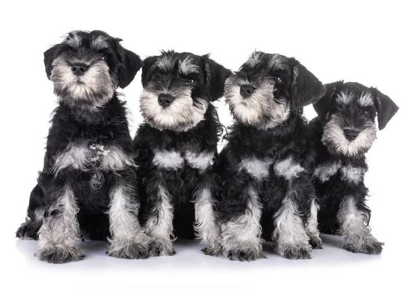 Beyaz arkaplan önünde köpek yavruları minyatür schnauzer