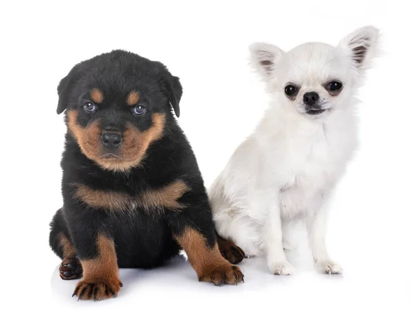 Cachorro Rottweiler Chihuahua Delante Fondo Blanco — Foto de Stock