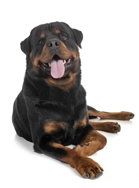 Raszuivere Rottweiler Voor Witte Achtergrond — Stockfoto