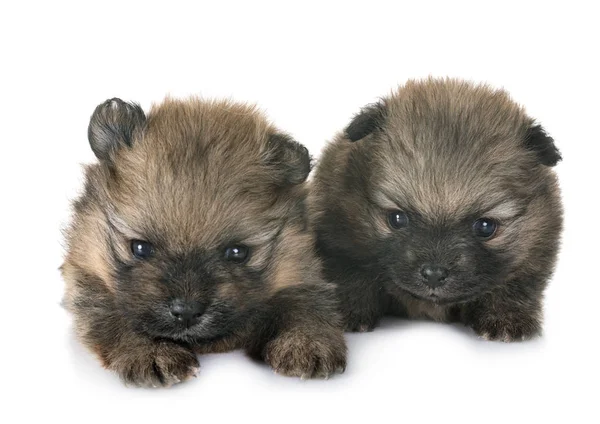 Pups Pommeren Voor Witte Achtergrond — Stockfoto