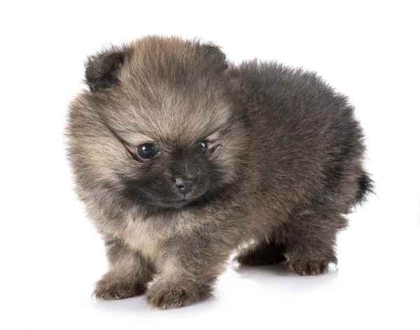 Young Pomeranian Front White Background — Stock Photo, Image