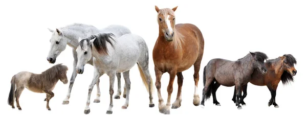 Horses Two Ponies Front White Background — Stock Photo, Image