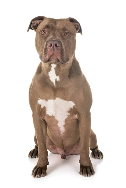 Pitbull Red Nose Front White Background — Stock Photo, Image