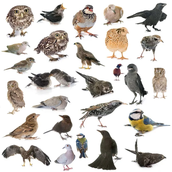 Group Wild Birds Front White Background — Stock Photo, Image