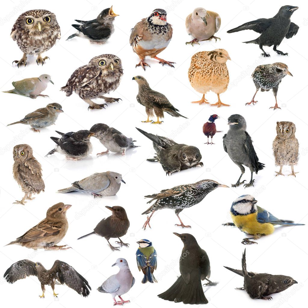 group of wild birds in front of white background