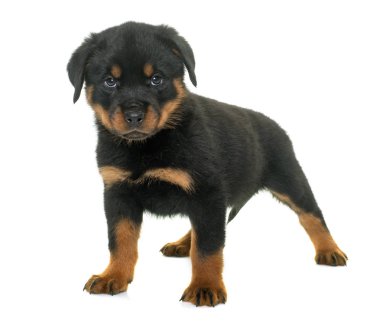 Beyaz arkaplan önünde köpek yavrusu rottweiler