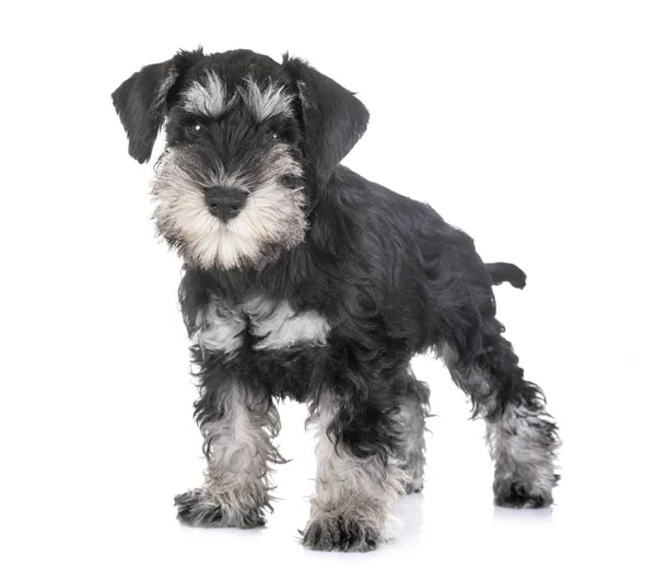 Filhote Cachorro Schnauzer Miniatura Frente Fundo Branco — Fotografia de Stock