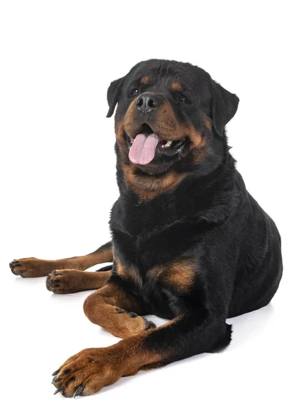 Racerene Rottweiler Foran Hvid Baggrund - Stock-foto