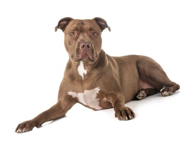 Beyaz arkaplan önünde pitbull kırmızısı burun