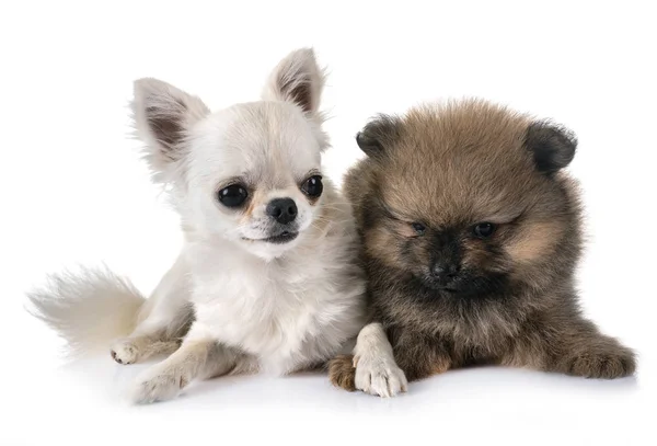 Jovem Pomeraniano Chihuahua Frente Fundo Branco — Fotografia de Stock