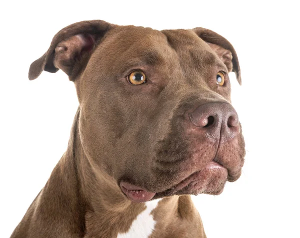 Pitbull Rote Nase Vor Weißem Hintergrund — Stockfoto