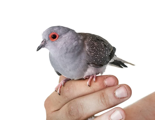 Tortora Diamante Fronte Sfondo Bianco — Foto Stock