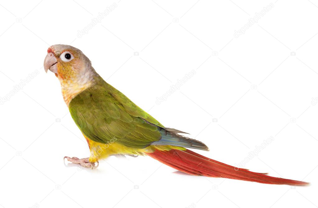 Green-cheeked parakeet in front of white background