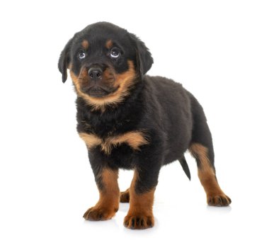 Beyaz arkaplan önünde köpek yavrusu rottweiler