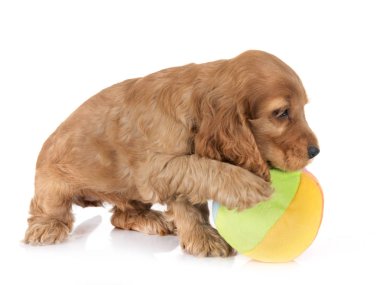 Beyaz arkaplan önünde köpek cocker spaniel