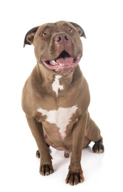 Beyaz arkaplan önünde pitbull kırmızısı burun