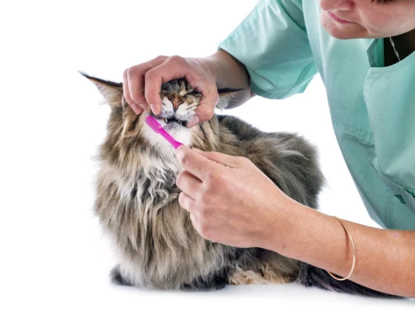 Vet Brushing Teeth Cat Studio — Stock Photo, Image