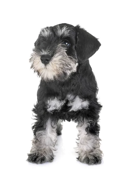 Filhote Cachorro Schnauzer Miniatura Frente Fundo Branco — Fotografia de Stock