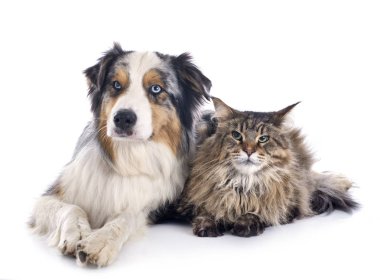 köpek ve kedi beyaz arka plan önünde