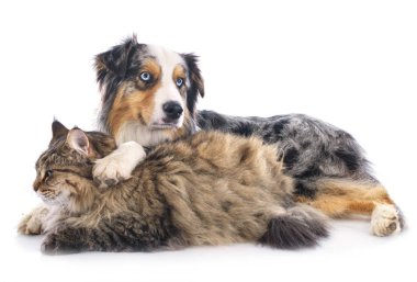 köpek ve kedi beyaz arka plan önünde