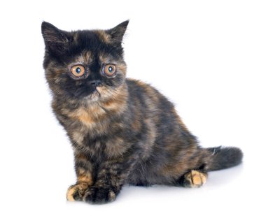 Beyaz arka plan önünde egzotik stenografi kedi