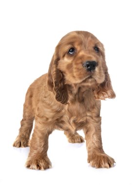 Beyaz arkaplan önünde köpek cocker spaniel