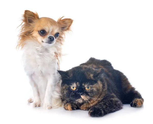 Exotic Shorthair Cat Chihuahua Front White Background — Stock Photo, Image