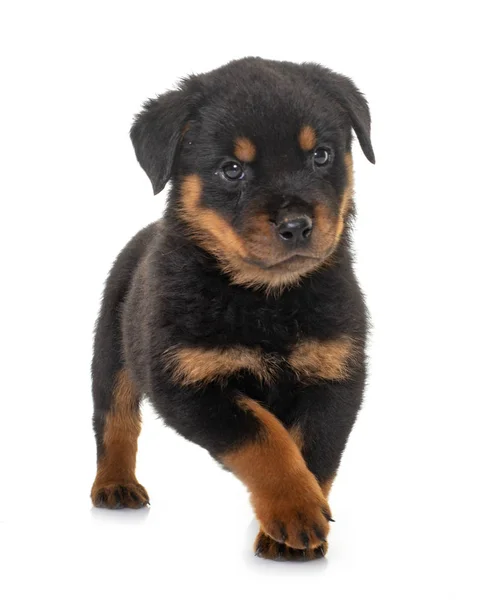 Cachorro Rottweiler Frente Fundo Branco — Fotografia de Stock