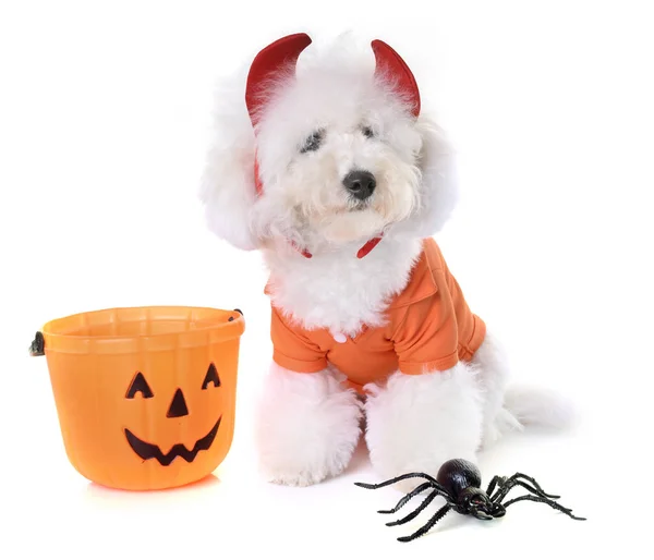 Bichon Frise Halloween Davanti Sfondo Bianco — Foto Stock