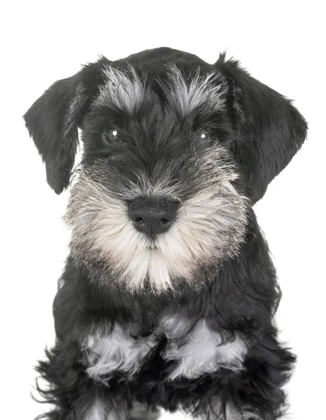 Schnauzer Miniature Chiot Devant Fond Blanc — Photo