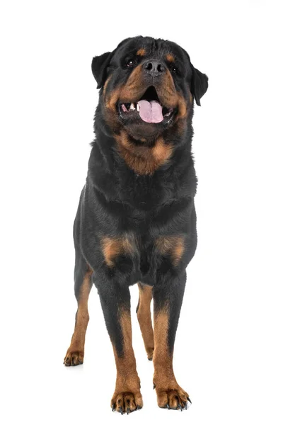 Beyaz Arkaplan Önünde Safkan Rottweiler — Stok fotoğraf