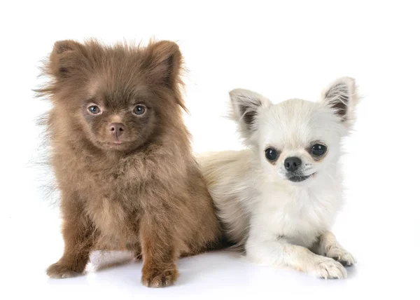 Köpek Yavrusu Pomeranian Beyaz Arka Plan Önünde Chihuahua — Stok fotoğraf