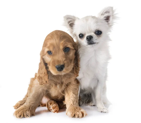子犬のコッカー スパニエルとチワワが白い背景の前で — ストック写真