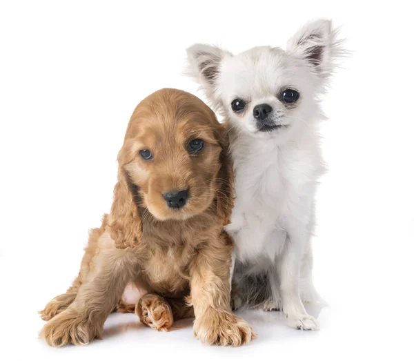 Cachorro Cocker Spaniel Chihuahua Frente Fondo Blanco —  Fotos de Stock