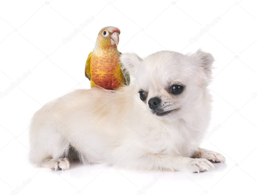 Green-cheeked parakeet and chihuahua in front of white background