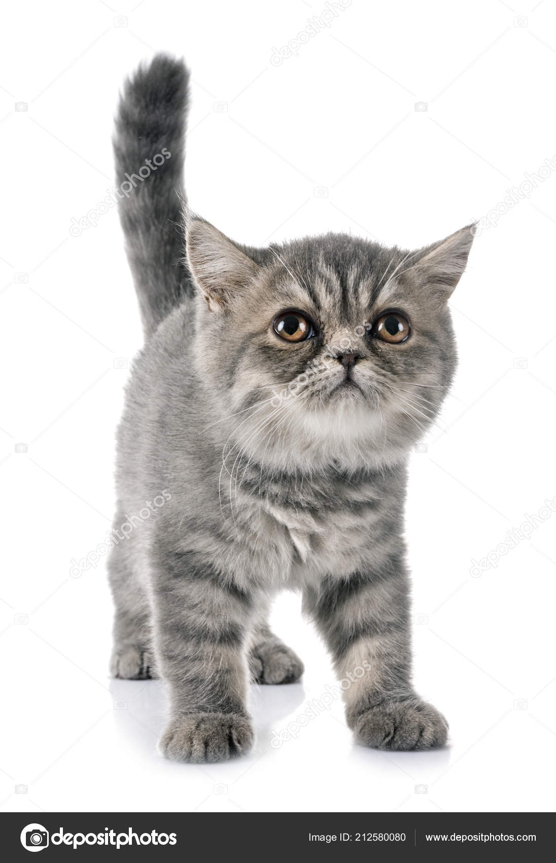 Exotic Shorthair Kitten Front White Background Stock Photo