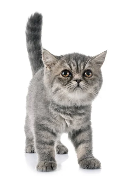 Exotic Gattino Shorthair Fronte Sfondo Bianco — Foto Stock