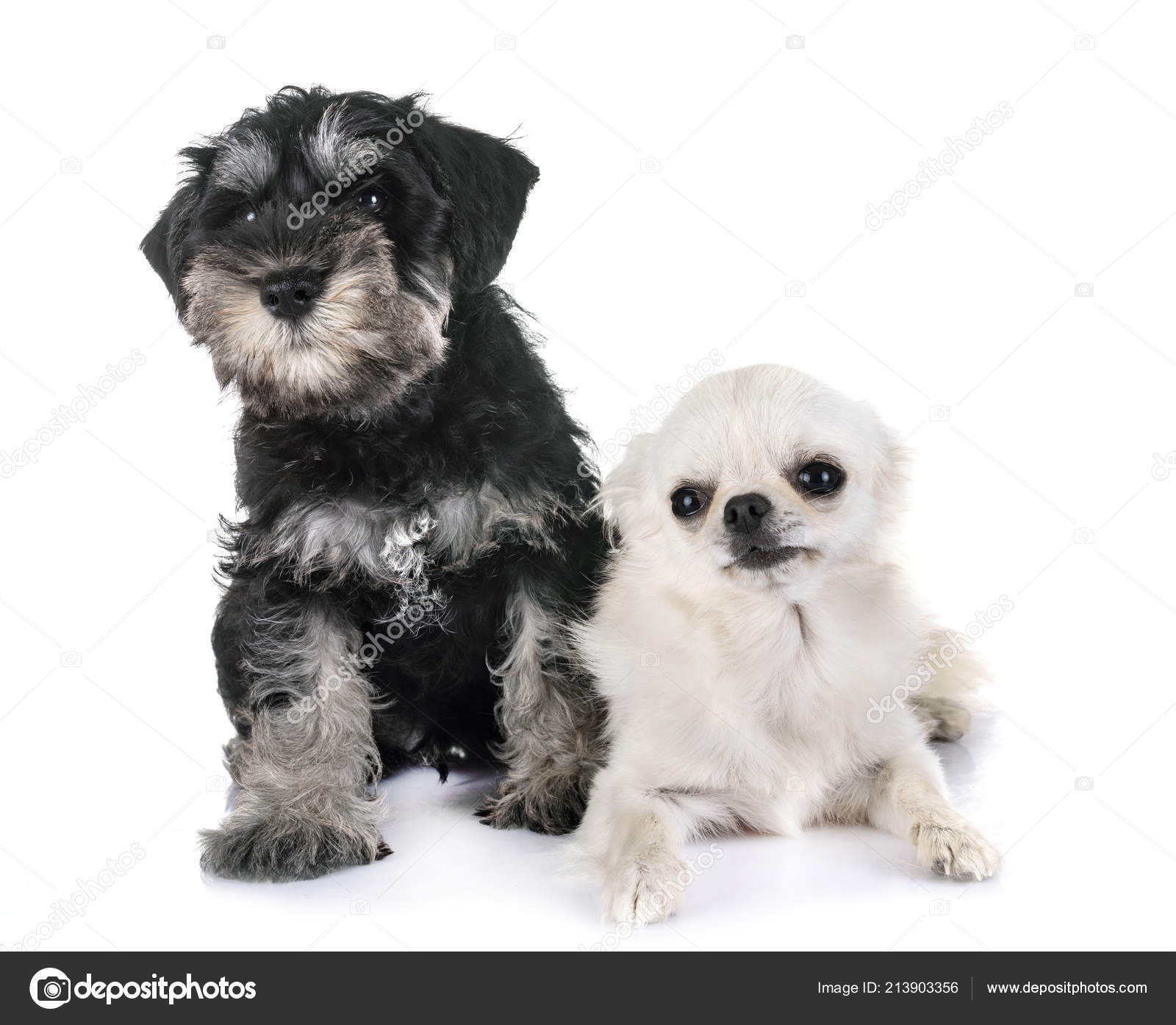 schnauzer and chihuahua mix puppies
