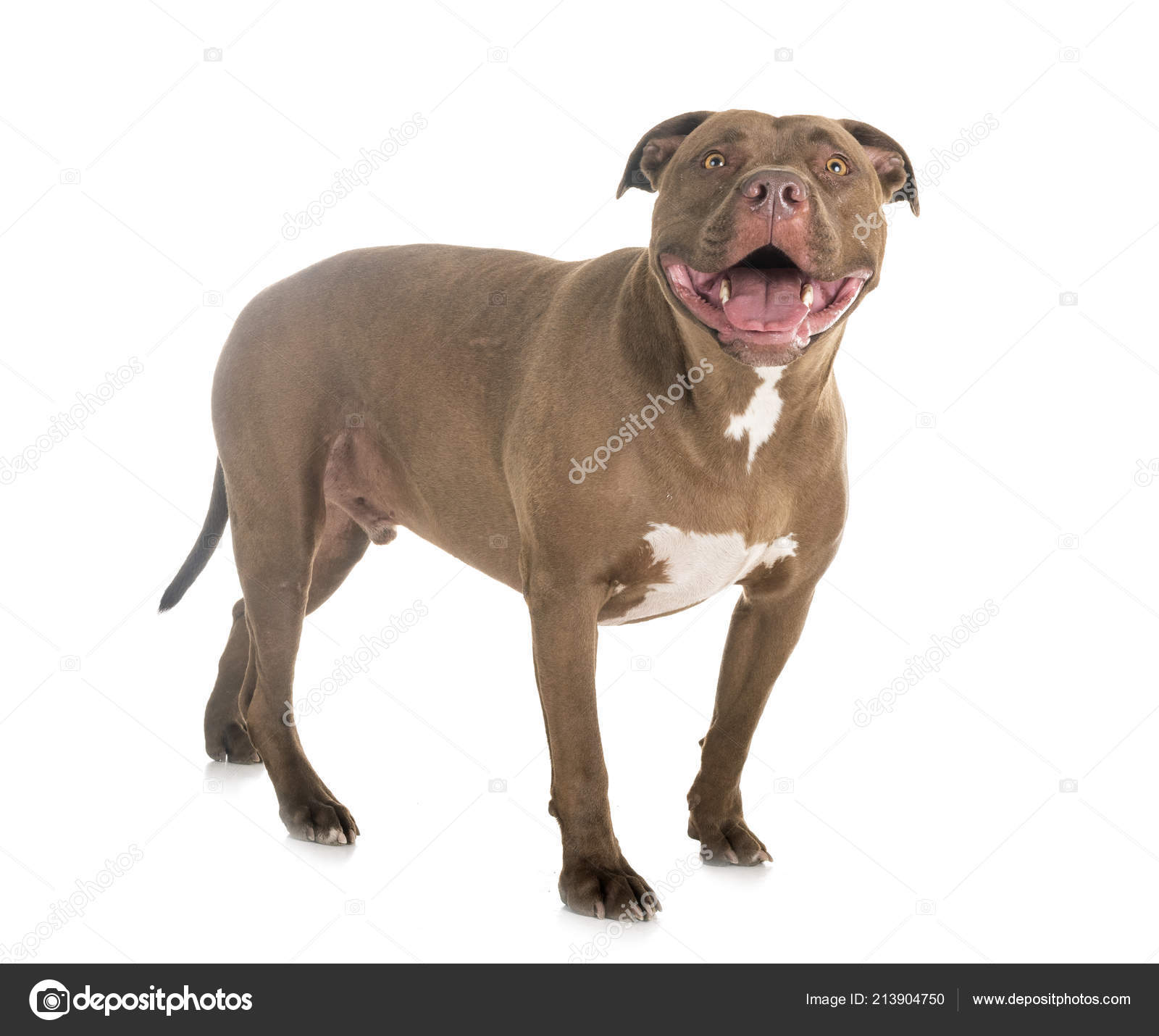 Pitbull sales white nose