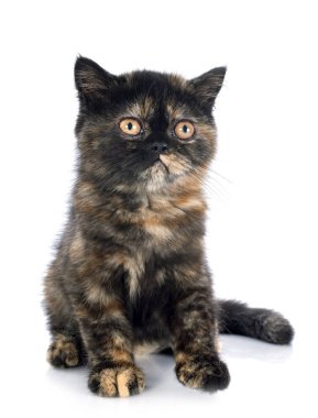 Beyaz arka plan önünde egzotik stenografi kedi