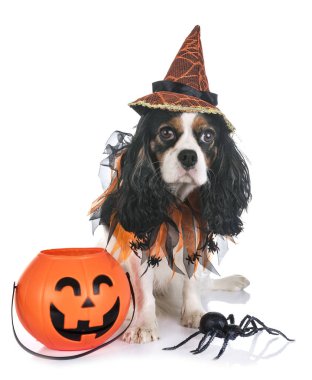 Beyaz arkaplan önünde süvari kral Charles