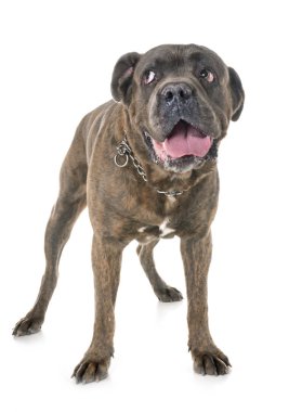 Cane corso beyaz arka plan önünde