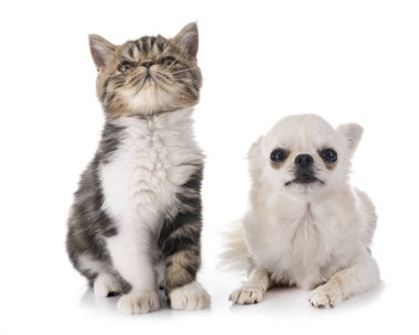 egzotik stenografi kedi ve beyaz arka plan önünde chihuahua