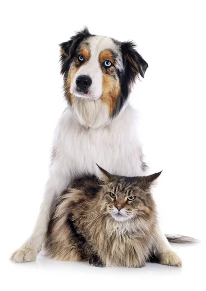 在白色背景前面的狗和猫 — 图库照片