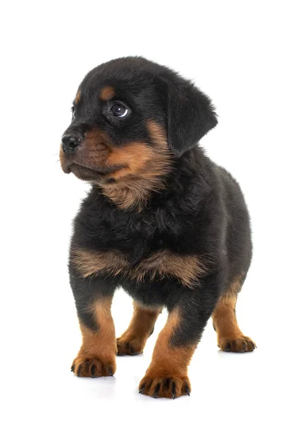 Cachorro Rottweiler Frente Fundo Branco — Fotografia de Stock