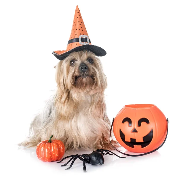 Beyaz arka plan önünde Yorkshire korkunç